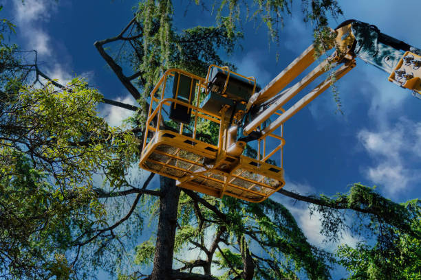 Tree Branch Trimming in Roseau, MN